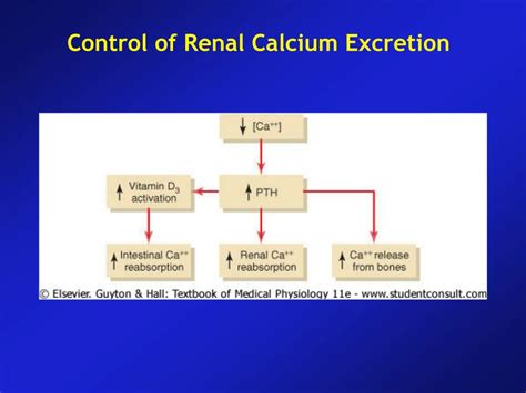 Ppt Renal Regulation Of Potassium Calcium Phosphate And Magnesium Powerpoint Presentation