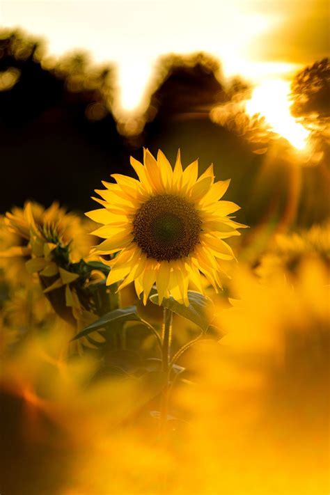 Sunflower Sunrise Wallpapers Top Free Sunflower Sunrise Backgrounds