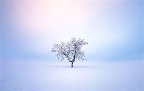 Wallpaper Winter, snow, tree for mobile and desktop, section природа ...