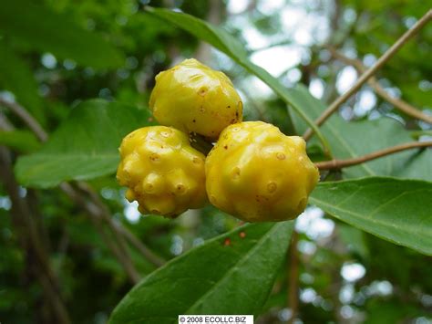 Morinda Royac Fruit BU Bob Upcavage Flickr