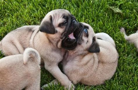 Playing pug puppies | Pug puppies, Pugs, Pug puppy