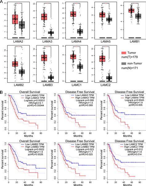 Expression and survival analysis of the laminin gene family in TCGA ...