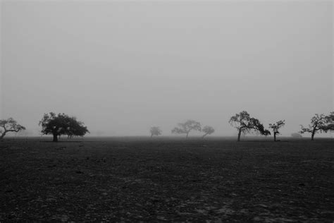 Free Images Landscape Tree Nature Horizon Cloud Black And White