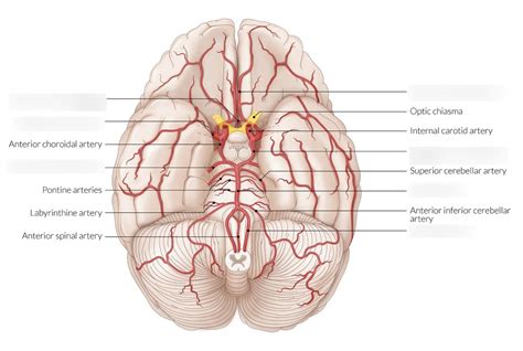 Brain Arteries Diagram Quizlet