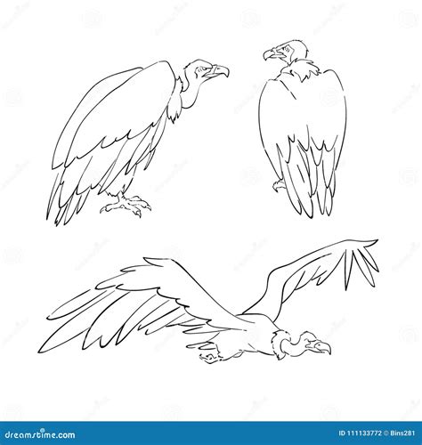 Drawing Of Vulture Stock Vector Illustration Of Sketch