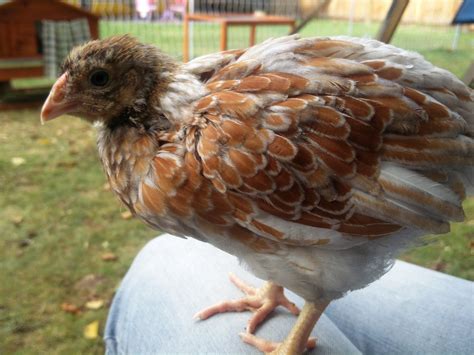 65 Week Old Blue Laced Wyandotte Sexing Backyard Chickens Learn