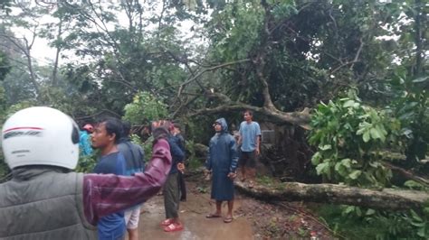 Pohon Tumbang Dan Tiang Listrik Ambruk Di Parung Tutupi Jalan