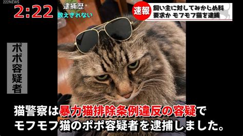 【猫ニュース】モフモフ猫が「みかじめ料」要求の容疑で逮捕されました。 Youtube