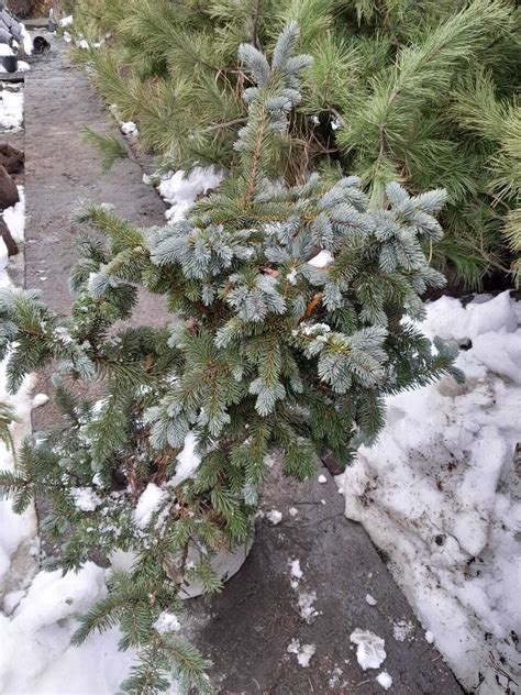 Ель колючая Хупси Picea Pungens Hoopsii 35 40 см С5