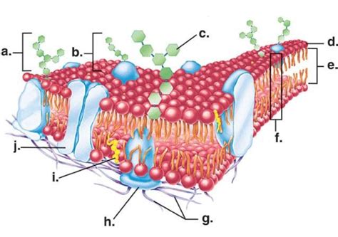 Cell Membrane Transport Diagram Quizlet