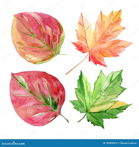 Set Of Autumn Leaves Red Yellow Green Leaves Stock Illustration