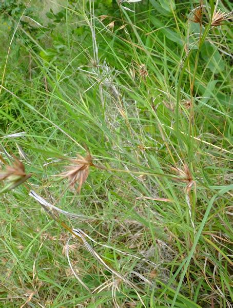 Red Oat Grass Project Noah