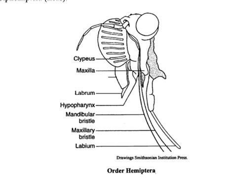 External Morphology Of Insects Head Eyes Antennae Mouth Parts