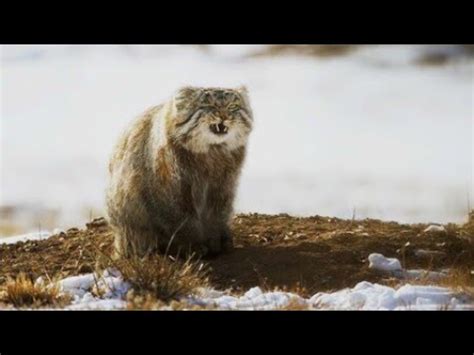 Worlds Grumpiest Cat Frozen Planet Ii Bbc Earth Youtube