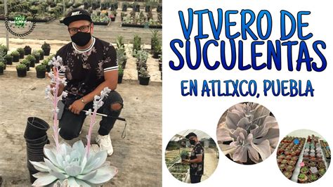 TOUR POR UN VIVERO DE SUCULENTAS EXOTICAS EN ATLIXCO PUEBLA YouTube