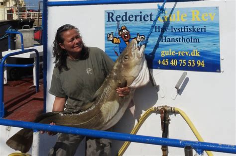 Gigant torsk på 29 kilo fra Det Gule Rev Fisk Fri