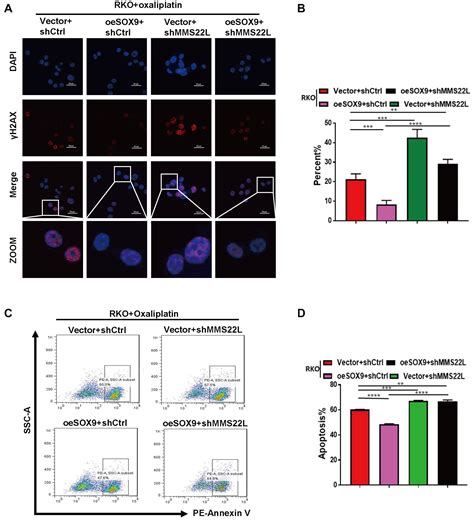 Frontiers The Sox9 Mms22l Axis Promotes Oxaliplatin Resistance In