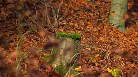 Free Images Landscape Tree Nature Forest Branch Plant Sunlight