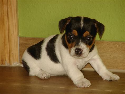 Der Besondere Jack Russell Terrier In Wietzen Hunde