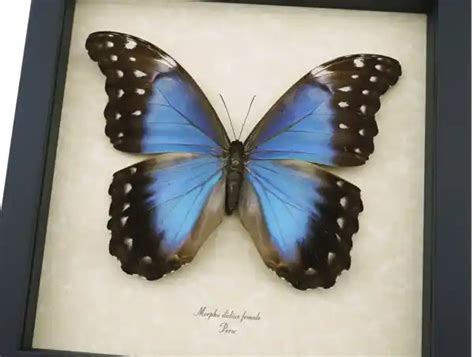 Morpho Butterflies Real Framed Blue Morpho Butterflies