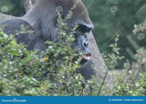 Male Gorilla In The Rain Stock Photo Image Of Black 36503584