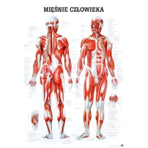 TABLICA ANATOMICZNA UKŁAD MIĘŚNIOWY PLANSZA PLAKAT 13214347775 Allegro pl