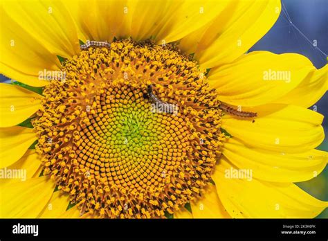 Caterpillar On Yellow Sunflowers Sunflower Pest Close Up Of Caterpillar On Sunflower Stock