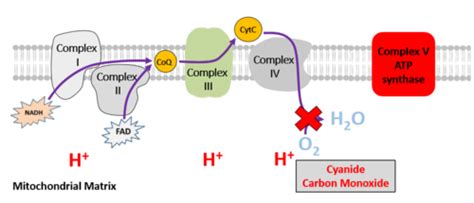 Sba Describe The Effects On Atp Production When The Electron