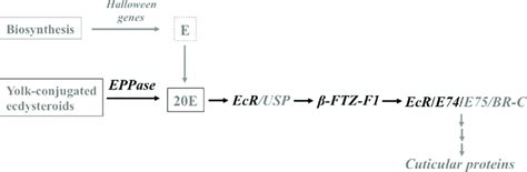 Simplified diagram of the ecdysone-signaling pathway. Yolk-conjugated... | Download Scientific ...