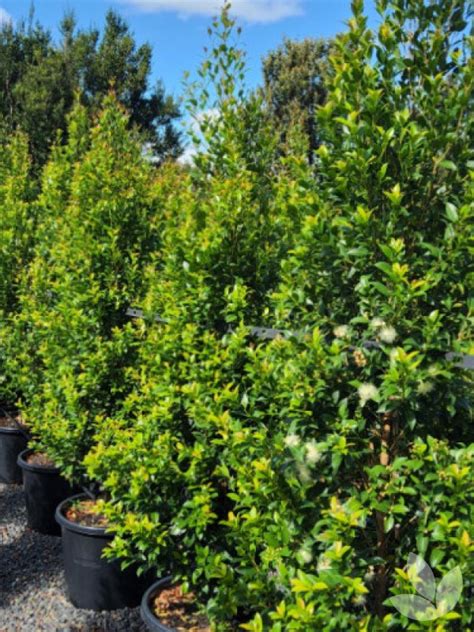 Syzygium Australe Hinterland Gold Hinterland Gold Lilly Pilly