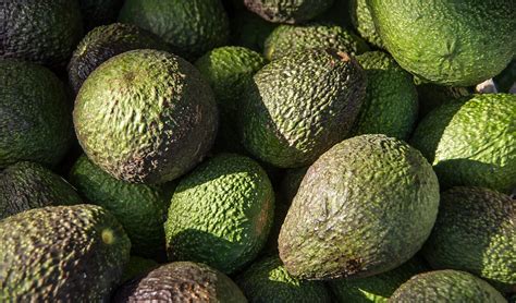 Aguacate Hass Aguacates Frutas Foto Gratis En Pixabay