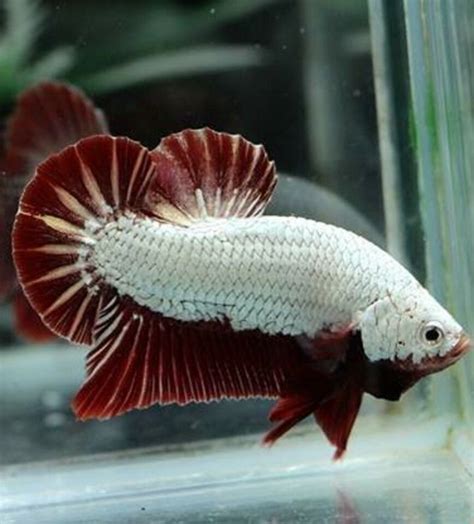 BETTA FISH RED DRAGON HALF MOON PLAKAT HMPK MALE EBay