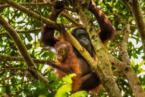 7 Ciri Ciri Orang Utan Kalimantan Yang Kini Terancam Punah