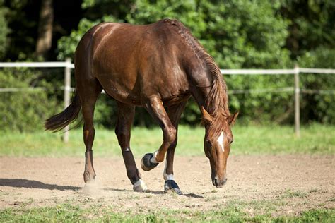 Stifle Injuries in Horses - Symptoms, Causes, Diagnosis, Treatment ...