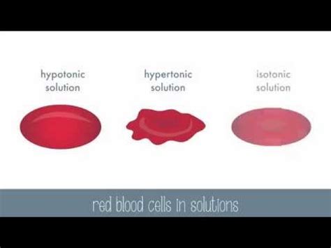 Osmosis (Passive Transport) — Definition & Importance - Expii