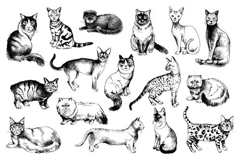 Cat Breeds - Sketches & Lettering - Design Cuts