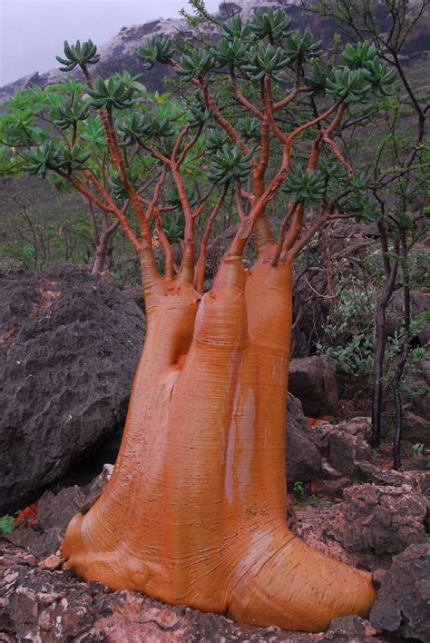 Adenium socotranum. Socotra | Weird trees, Unique trees, Old trees