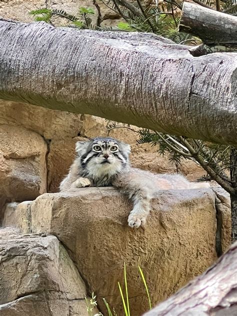 那須どうぶつ王国 On Twitter 寛ぎ方が様になってる レフ マヌルネコのうた 野生ネコ 那須どうぶつ王国