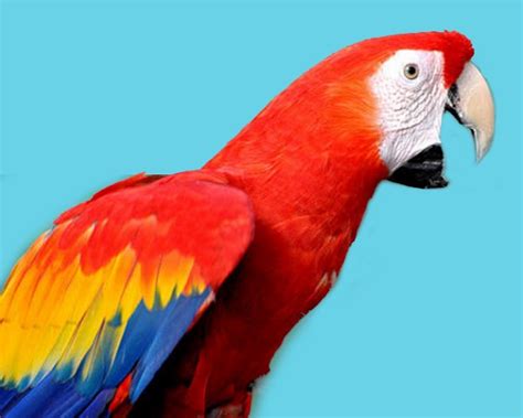 Macaw Parrot Breeding Macaw Facts