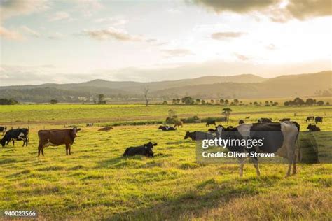 30113 Dairy Farm Stock Photos High Res Pictures And Images Getty