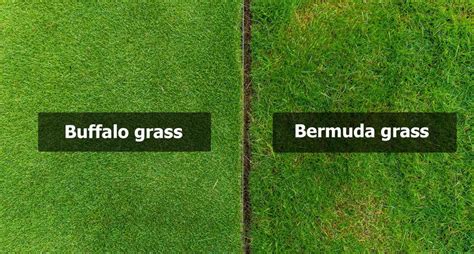 Buffalo Grass Vs Bermuda Grass Benefits And Prof Recommendation