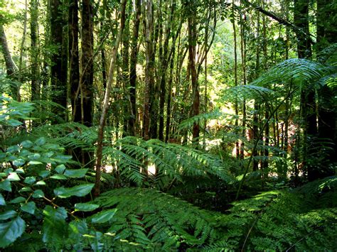 Valdivian Temperate Forests Wikipedia