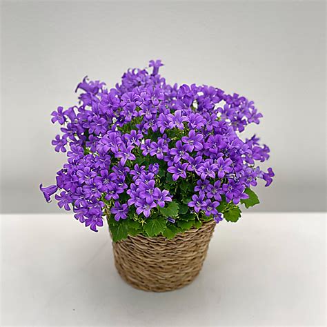 Violet Campanula TheFlowerShop28