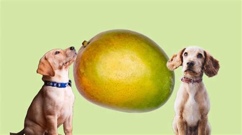 Dürfen Hunde Mango essen Ein Hunde Profi klärt auf 2025