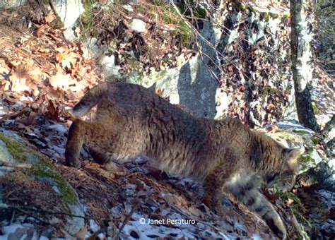 Bobcat Coat Color And Camouflage Winterberry Wildlife