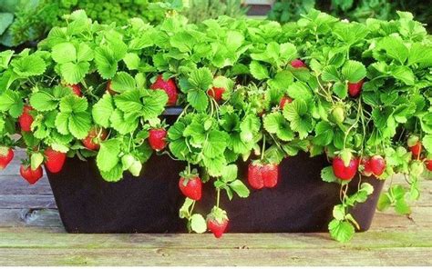 Come Coltivare Le Fragole In Vaso Giardini Nel Mondo