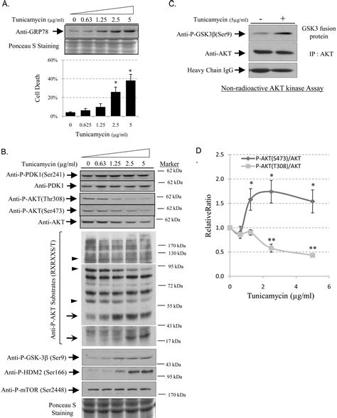 Figure From Regulation Of Akt Phosphorylation At Ser And Thr By