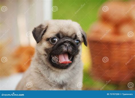 Beautiful Pug Dog Puppy Outdoors On Summer Day Stock Photo Image Of