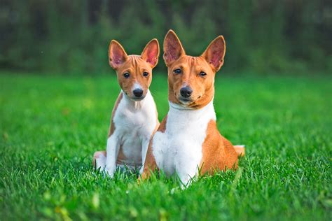 Cu L Es El Origen De La Raza Basenji