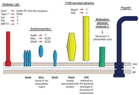 Frontiers Intra And Inter Species Interactions Within Biofilms Of